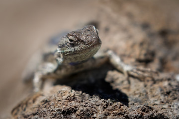 Close up of Western Fence Lizard on rock