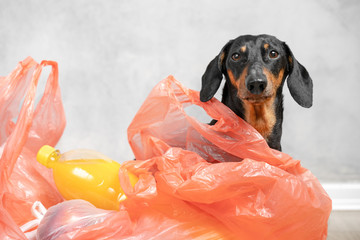 A cute dachshund dog, black and tan, sits among red packets filled with groceries and shopping...