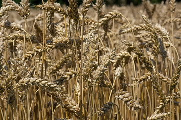Wheat growing on a rural farm in the USA. It is a grass widely cultivated for its seed, a cereal grain which is a worldwide staple food.