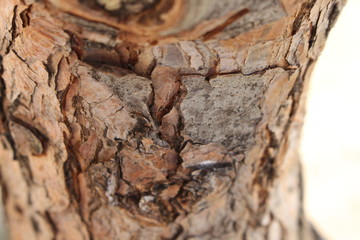 bark of a tree