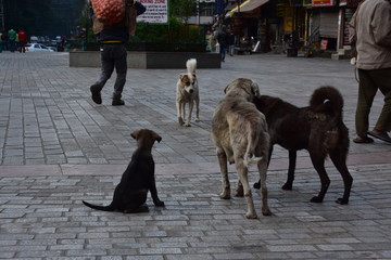 インドのヒマラヤ山岳地帯のマナーリー　中心部の街並みと路上に集まる野良犬の群れ