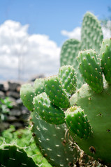 nature in the Peruvian Andes