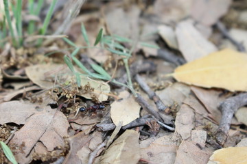 ants on a leaf