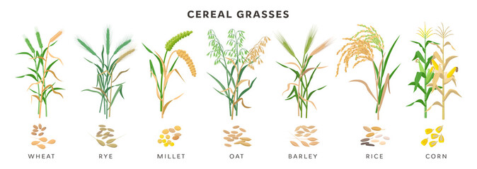Cereal grasses big collection of plants and seeds, botanical drawings in flat design isolated on white background. Cereals - wheat, rye, oat, millet, barley, maize, rice planting infographic elements.