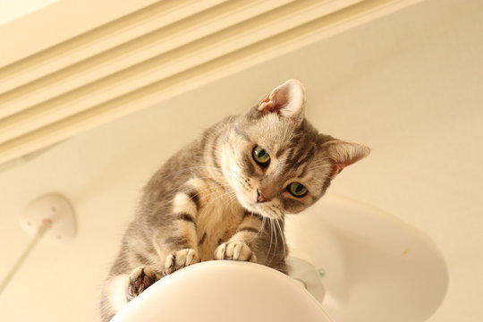 ローアングルのぞき込む猫コピースペースアメリカンショートヘアー