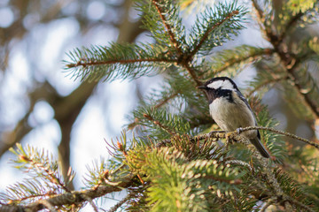 cute tit sitting on a branch looking for food