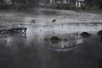 Fototapeta premium A fantastic sight / Steam fog at a pond in a natural park.