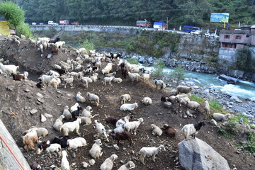 インドのヒマラヤ山岳地帯　マナーリーの街並み　ビアース川沿いに集まる羊と山羊の群れ