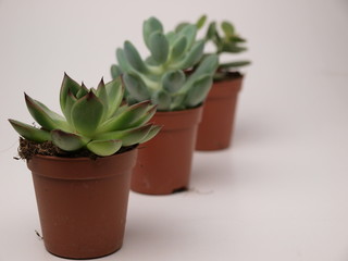 green succulents plants are shown close-up on a white background.