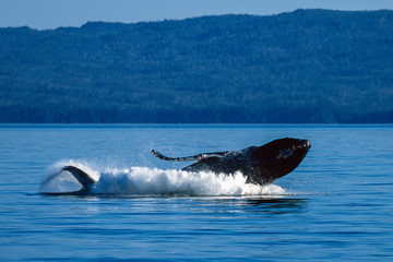 Fototapeta premium Humpback whale breaching in Alaska