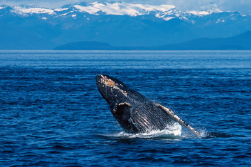 Obraz premium Humpback whale breaching in Alaska