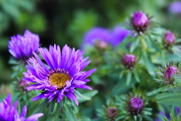 Thriving Purple Wildflowers