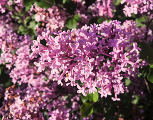 Fototapeta premium Blossoming Spring Lilacs