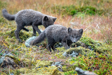 Arctic Fox Pups in Westfjords, Iceland