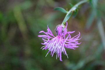 Flowering Thistle