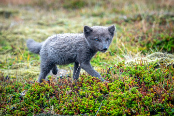 Arctic Fox Pup in Westfjords, Iceland