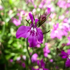 Lobelia Flower