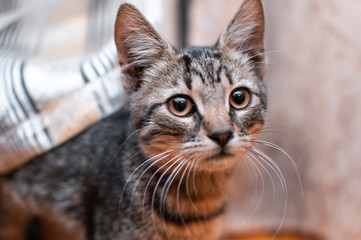 gray cat looking at the camera