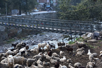 インドのヒマラヤ山岳地帯　マナーリーの街並み　ビアース川沿いに集まる羊と山羊の群れ