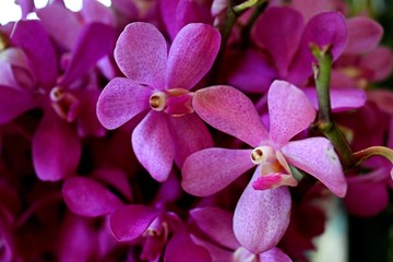 Fototapeta na wymiar Purple Blooming Orchids