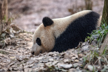 Panda Bear Sleeping in the forest, China Wildlife. Bifengxia nature reserve, Sichuan Province. Cute Lazy Baby Panda Sleeping on the ground, Enjoying an afternoon nap with eyes closed.