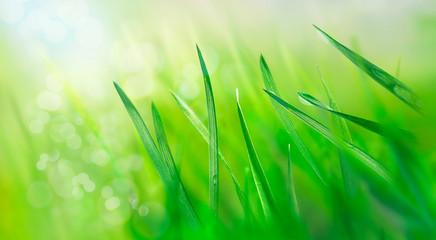 Water drops on fresh grass leaves. Spring landscape. Green meadow in the rays of the rising sun. Nature background. Macro photo.