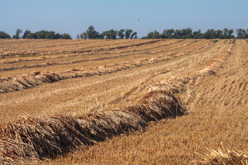 Closeup of the stubble of a mowed