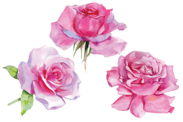 Naklejka premium Set of pink roses Watercolor Illustration Isolated