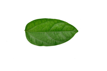 Yanang leaves Thai herb on white.