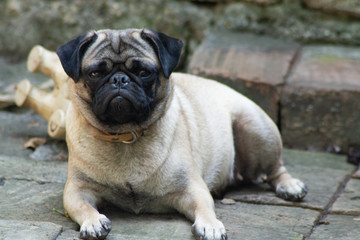 Obraz premium pug
