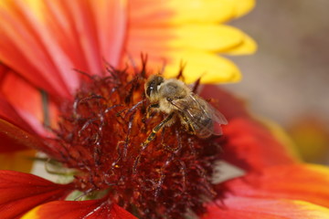 A close-up of a bee on a yellow red flower along with blurry background, honeybee that collects pollen