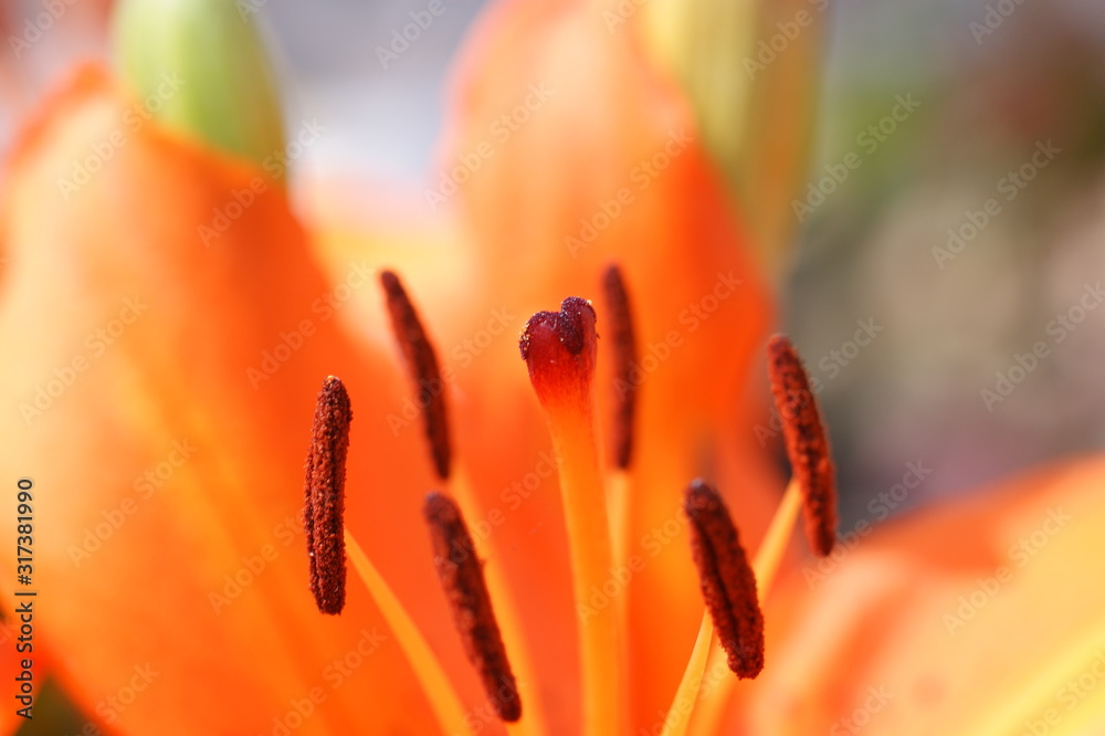 Wall mural close-up of a beautiful orange flower, macro, lily