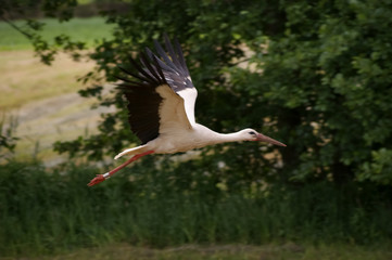 flying white stork (Ciconia ciconia) -  green grass and trees in the background, wildlife,