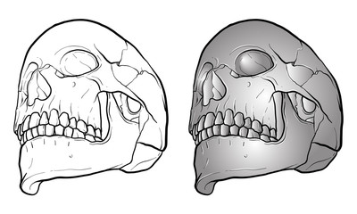 Line draw and gradient color isolate illustration oblique head skull on white background.