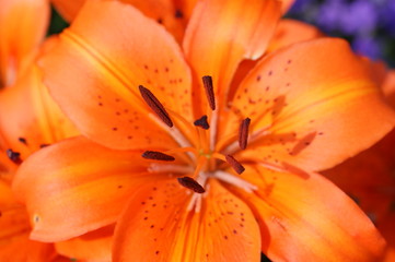 close-up of a beautiful orange flower, macro, lily