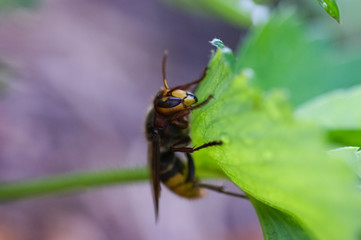 close-up, hornet on a green leaf, background with a soft bokeh
