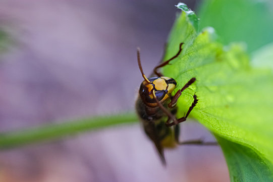close-up, hornet on a green leaf, background with a soft boket