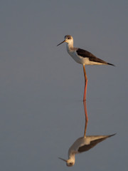 The Black-winged Stilt (Himantopus himantopus) is a large black and white wader with long orange-red legs and a straight black bill. It has black on the back of the neck, white collar and a red iris.