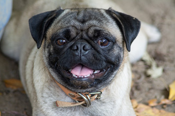 pug