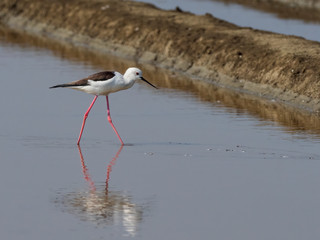 The Black-winged Stilt (Himantopus himantopus) is a large black and white wader with long orange-red legs and a straight black bill. It has black on the back of the neck, white collar and a red iris.