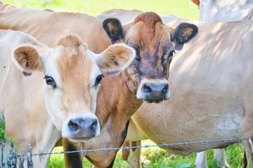 Dairy cows in open green field space in Australia after rain on a hot summer day