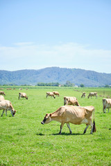 Obraz premium Dairy cows in open green field space in Australia after rain on a hot summer day