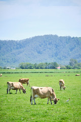Naklejka na ściany i meble Dairy cows in open green field space in Australia after rain on a hot summer day