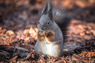 cute and funny squirrel adventures in the forest