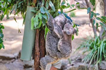 Baby koala bear on mums back walking around animal sanctuary in Australia