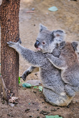 Baby koala bear on mums back walking around animal sanctuary in Australia