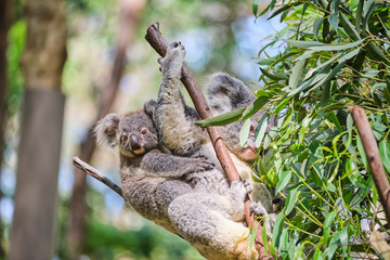 Baby koala bear on mums back walking around animal sanctuary in Australia