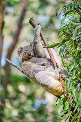 Baby koala bear on mums back walking around animal sanctuary in Australia