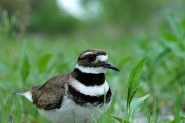 Charadrius vociferus