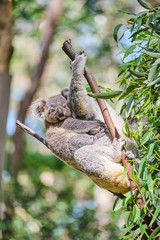 Baby koala bear on mums back walking around animal sanctuary in Australia